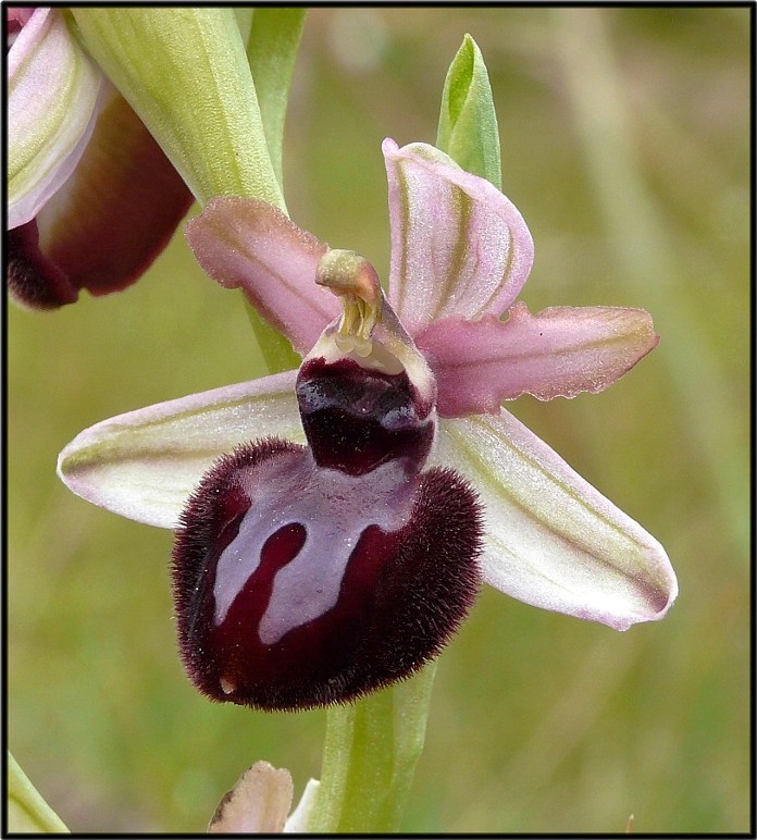 Ophrys sipontensis